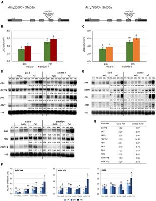 Arabidopsis Spliceosome Factor SmD3 Modulates Immunity to Pseudomonas syringae Infection